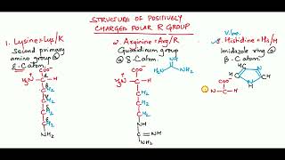 Structure of Positively Charged Amino Acids Lysine Arginine and Histidine [upl. by Yanel]