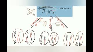 les anomalies chromosomiques de nombre et de structure cytogénétique [upl. by Hicks]