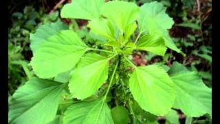 Health Benefits of Indian Acalypha [upl. by Asaret]