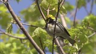 Singing male Blackthroated Green Warbler [upl. by Acirehs]