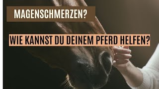 Dein Pferd hat Magen Was tun Natürliche Lösungen Magenschmerzen [upl. by Acinod]