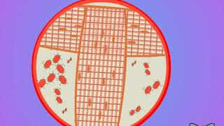 04 Trehalose and insect circulation [upl. by Mathia]