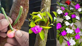 Unique Techniques How To Grow Brunfelsia Pauciflora plant In Bougainvillea Branch  Grafting system [upl. by Ygief]