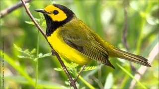 Hooded Warbler Song [upl. by Timrek593]