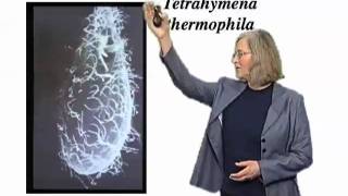 Elizabeth Blackburn UCSF Part 1 The Roles of Telomeres and Telomerase [upl. by Nonek81]