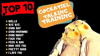 Top 10 Cockatiel Talking Traning Teach Your Cockatiel to Talk Cockatiel Talking Practice [upl. by Hollister734]