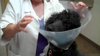 Placing an E Collar on a Dog [upl. by Brunhilda740]