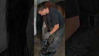 Overgrown Horse Hoof  Trimming Hoof  So Satisfying  Farrier ASMR  Hoof Restoration part 1 [upl. by Seluj495]