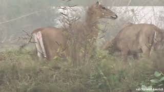 Nilgai❤ A Beauty nilgai bluecow wild wildlife love animallover youtube see watch views [upl. by Harbird]