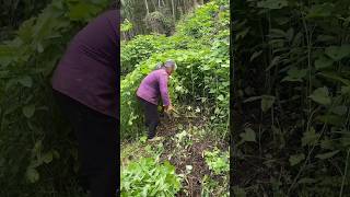 Traditional method of making organic fertilizers traditional village farming organicfarming [upl. by Jet]