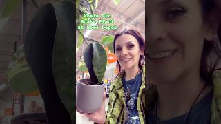 Whale Fin Snake Plant at Home Depot  Planted Mind  shorts beats [upl. by Estrin]