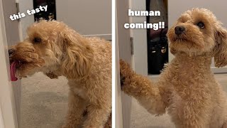 Toy Poodle Left Alone  FUNNY Reaction [upl. by Shaikh474]