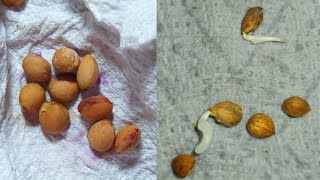 How to germinate cherry seeds without cold stratification [upl. by Yelwar472]