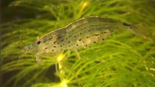 Amano shrimp and babies Caridina japonica amp larvae [upl. by Chloris]