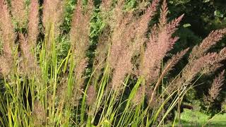 Calamagrostis brachytricha [upl. by Asset]