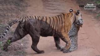 Leopard Documentary TİGER KİLLS LEOPARD Real Fight to Death Lion Cheetah [upl. by Novick978]