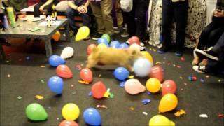 MUST SEE  CALLY The Wonder Dog Destroys 150 Balloons in 2 Mins  Hilarious [upl. by Armmat]