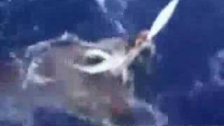 first giant squid caught and video taped [upl. by Benedetto]