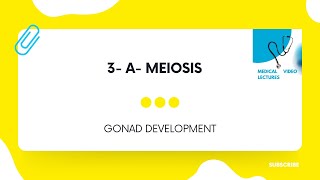 Meiosis  CHAPTER1 GONAD DEVELOPMENT [upl. by Navada]