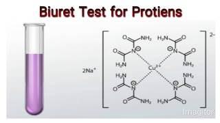 Biuret test for the detection of protiens Knowledge Academy [upl. by Ydoj]