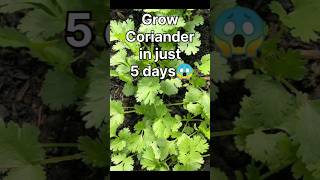 Grow Coriander With seeds [upl. by Pyle]