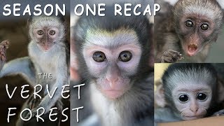 Amazing Baby Orphan Monkey Rescues  The Vervet Forest  Season 1 Recap [upl. by Arlan]