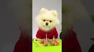 Dog never miss a sausage cook for kids iqpaw cute dogchef dogs lifehacks cook [upl. by Askari]