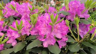 Rhododendron Roseum Elegans  STUNNING large flowers on this reliable NATIVE evergreen [upl. by Ognimod]