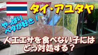 【ベタ飼育 66】人工エサを食べない子への対処法は？ まずは生餌で体力をつけてから、我慢の餌切りを実行！ 。ω [upl. by Mallon872]