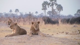 Hwange National Park Zimbabwe [upl. by Balliol933]