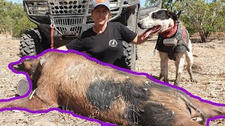 THE JOURNEY SERIES  EP5 big boars with the hounds and training young pups first solo boar [upl. by Hendrick]