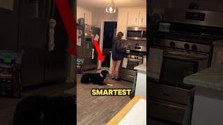 The Smartest Dog In The World 😱 [upl. by Ahsekyw]