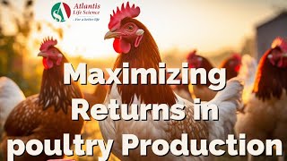 Maximizing Returns in Poultry Production poultry farming layer newvideo poultryfarming [upl. by Trojan769]