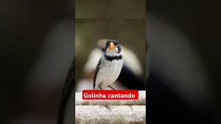 Golinha cantando pássaros aves [upl. by Kcirddor]