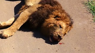 Top 10 Moments Lions are Killed by Their Prey [upl. by Flanigan]