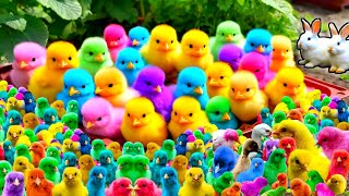 Cute Animals Rainbow Chicken Duck Rabbit Cow Fish Lion Elephant Turtle Dog Cat Tiger [upl. by Henryson]