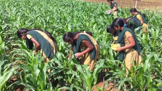 application of carbofuran granules inside of whorls in maize [upl. by Nodnil]