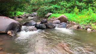 Relaxing Mountain River Sounds Calming Babbling Brook Beautiful Forest River Flowing Sounds [upl. by Othelia]