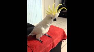 Cockatoo dancing to quotHappyquot by Pharrell Williams [upl. by Assenaj712]