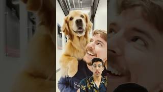 Worlds Smartest Dog smartdog shorts youtubeshorts MrBeast2 [upl. by Beyer977]