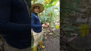 naturaleza agricultura shorts viral capado de lechosa [upl. by Keelia]