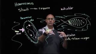 Homeostasis in single and multicellular organisms [upl. by Imnubulo]