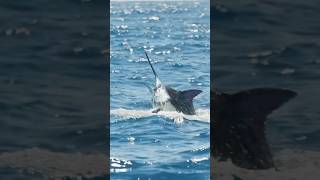 Marlin  Game Fishing  Search for the grander marlin biggamefishing granderquest fishing [upl. by Rebm]