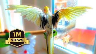 Happy Cockatiel Singing and Dancing 🦜🌿 [upl. by Yregram]