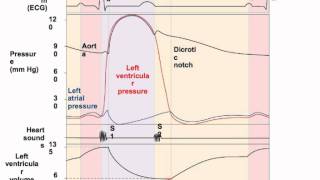 Wiggers diagrammp4 [upl. by Harrison]