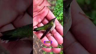 Esta persona rescató a un pequeño colibrí colibre ayudaanimal rescateanimal buencorazon [upl. by Edwine]