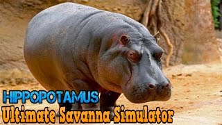 Ultimate Savanna Simulator Hippopotamus By Gluten Free Games Action amp Adventure iTunesAndroid [upl. by Fisken452]