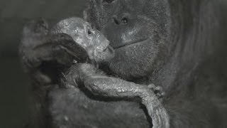 Orangutan birth captured live on camera at Durrell [upl. by Licha170]