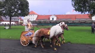 Luber Römerwagen Hengstparade Celle 2017 [upl. by Linnie362]