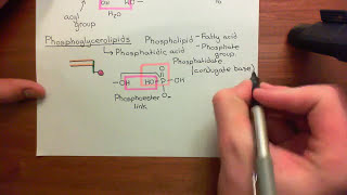 The LDL Receptor Part 1 [upl. by Amersham238]